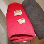 شقة 